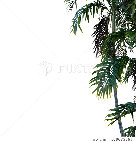 Isolated tree on a transparent background. Single tree isolated on a white background. 109685569