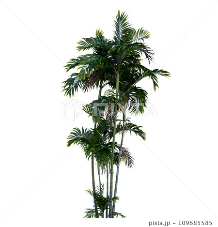 Isolated tree on a transparent background. Single tree isolated on a white background. Isolated tree on a transparent background. Single tree isolated on a white background. 109685585