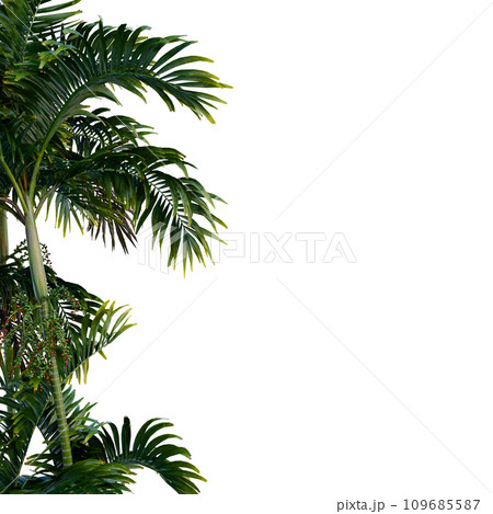 Isolated tree on a transparent background. Single tree isolated on a white background. Isolated tree on a transparent background. Single tree isolated on a white background. 109685587
