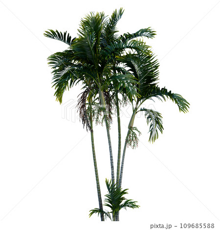 Isolated tree on a transparent background. Single tree isolated on a white background. Isolated tree on a transparent background. Single tree isolated on a white background. 109685588
