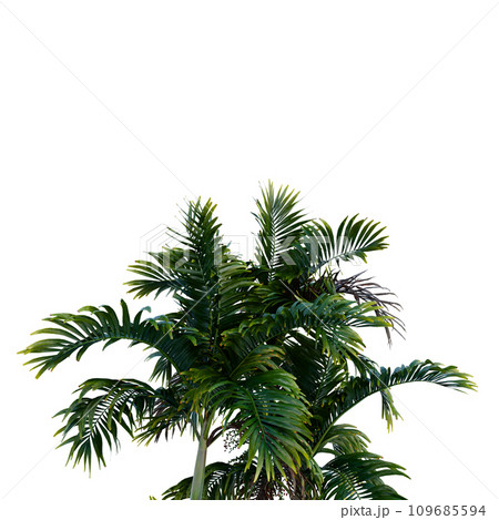 Isolated tree on a transparent background. Single tree isolated on a white background. Isolated tree on a transparent background. Single tree isolated on a white background. 109685594
