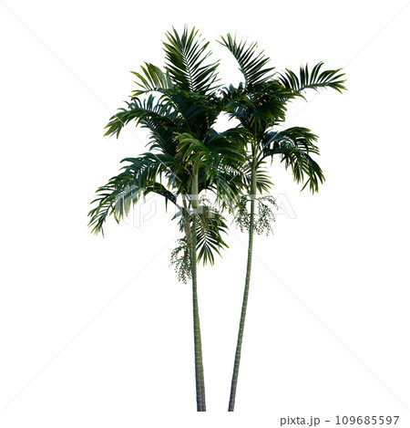 Isolated tree on a transparent background. Single tree isolated on a white background. Isolated tree on a transparent background. Single tree isolated on a white background. 109685597
