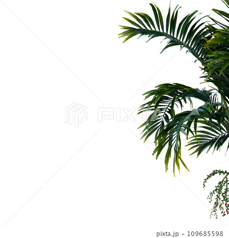Isolated tree on a transparent background. Single tree isolated on a white background. 109685598