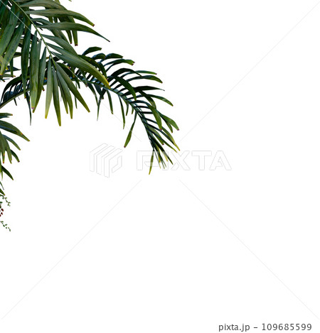 Isolated tree on a transparent background. Single tree isolated on a white background. Isolated tree on a transparent background. Single tree isolated on a white background. 109685599