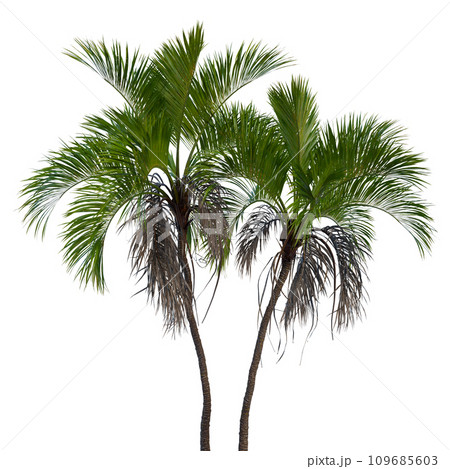 Isolated tree on a transparent background. Single tree isolated on a white background. 109685603