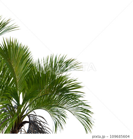 Isolated tree on a transparent background. Single tree isolated on a white background. 109685604