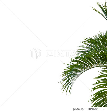 Isolated tree on a transparent background. Single tree isolated on a white background. Isolated tree on a transparent background. Single tree isolated on a white background. 109685605