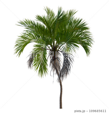 Isolated tree on a transparent background. Single tree isolated on a white background. Isolated tree on a transparent background. Single tree isolated on a white background. 109685611