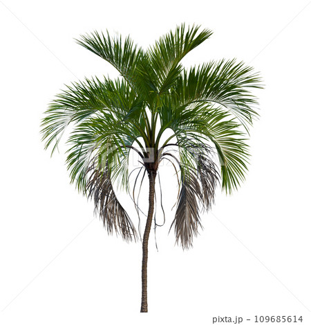 Isolated tree on a transparent background. Single tree isolated on a white background. Isolated tree on a transparent background. Single tree isolated on a white background. 109685614
