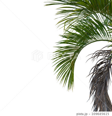 Isolated tree on a transparent background. Single tree isolated on a white background. Isolated tree on a transparent background. Single tree isolated on a white background. 109685615