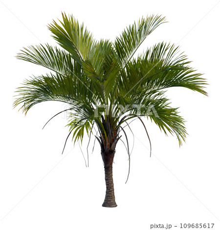 Isolated tree on a transparent background. Single tree isolated on a white background. Isolated tree on a transparent background. Single tree isolated on a white background. 109685617