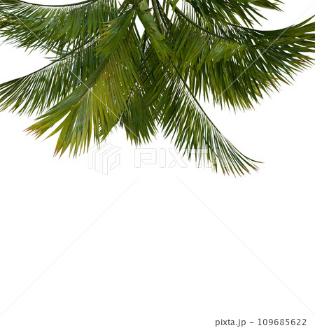 Isolated tree on a transparent background. Single tree isolated on a white background. 109685622