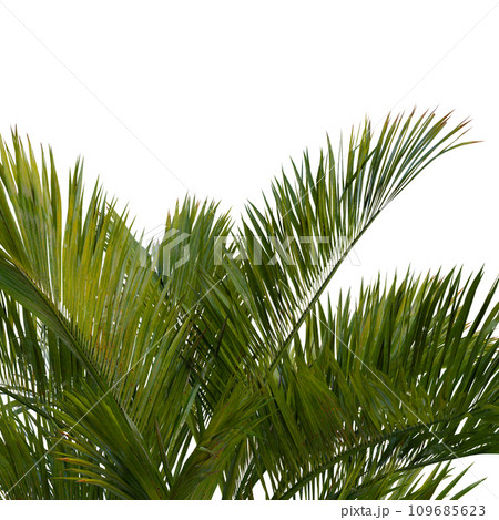Isolated tree on a transparent background. Single tree isolated on a white background. 109685623