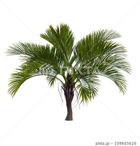 Isolated tree on a transparent background. Single tree isolated on a white background. Isolated tree on a transparent background. Single tree isolated on a white background. 109685626
