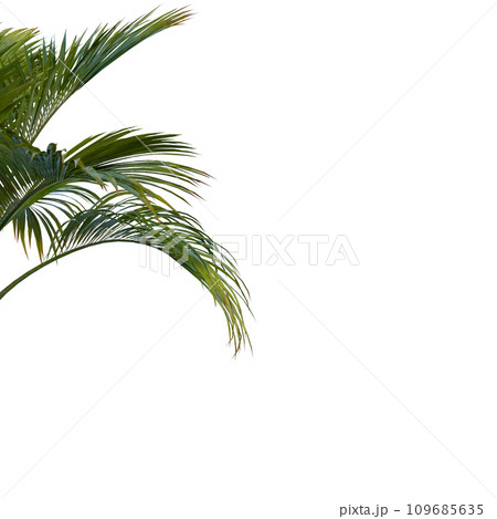 Isolated tree on a transparent background. Single tree isolated on a white background. Isolated tree on a transparent background. Single tree isolated on a white background. 109685635