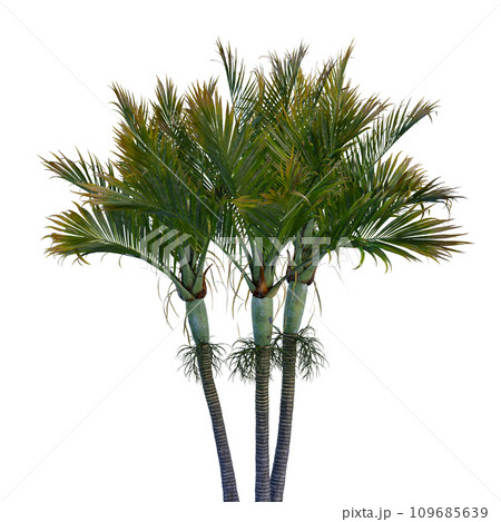 Isolated tree on a transparent background. Single tree isolated on a white background. Isolated tree on a transparent background. Single tree isolated on a white background. 109685639