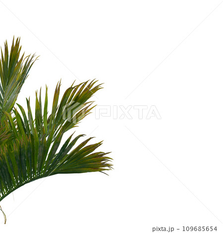 Isolated tree on a transparent background. Single tree isolated on a white background. 109685654
