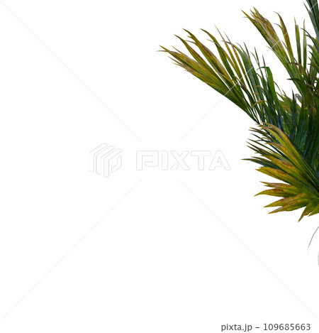 Isolated tree on a transparent background. Single tree isolated on a white background. 109685663