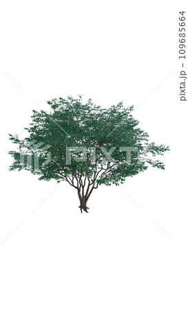 Isolated tree on a transparent background....のイラスト素材 [109685664] - PIXTA
