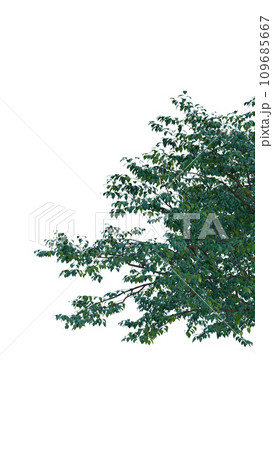 Isolated tree on a transparent background. Single tree isolated on a white background. 109685667