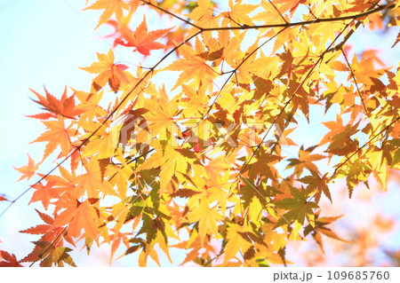 黄色と赤の紅葉 109685760
