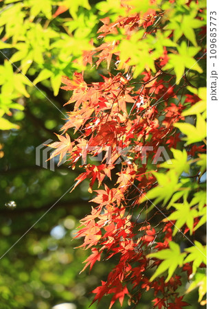 真っ赤な紅葉 109685773