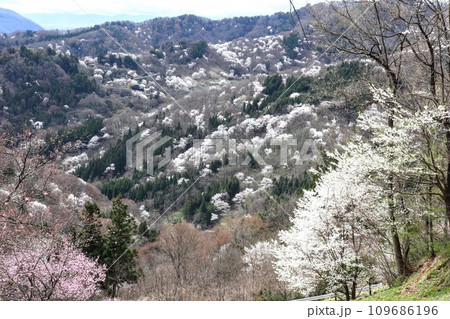 山桜咲く山から臨む春の山々 山桜咲く山から臨む春の山々 109686196