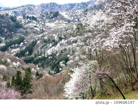 白とピンクの桜で染まる春の山々 白とピンクの桜で染まる春の山々 109686197