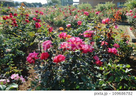 荒尾市 おもやい市民花壇 バラの花、 荒尾市 おもやい市民花壇 バラの花、 109686782