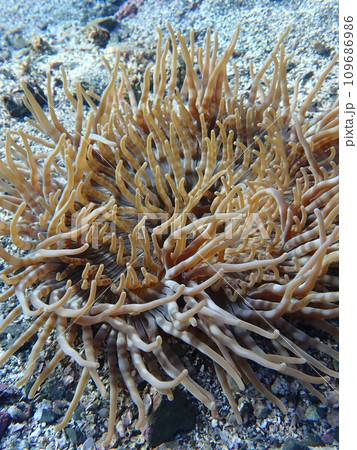 いそぎんちゃく 109686986