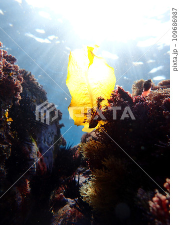 ワカメの新芽　天然 109686987