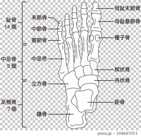 Foot bones skeletal diagram 109687051