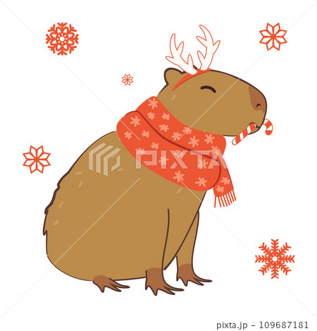 Capybara in winter scarf 109687181