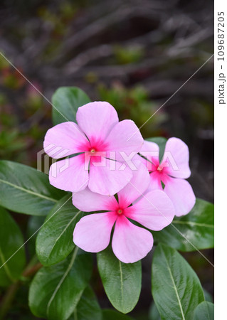 ニチニチソウ（日々草） 109687205