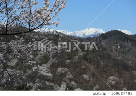 山桜の咲く里山の向こうに見える白銀の北アルプス 109687495