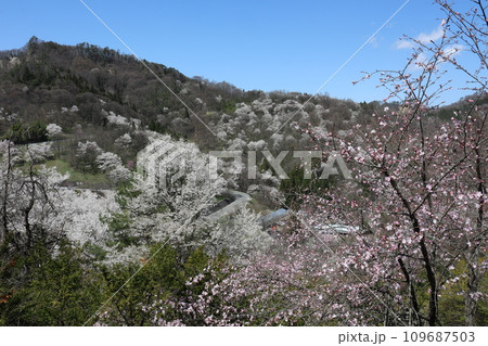 山肌を染める桜 山肌を染める桜 109687503