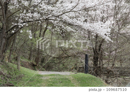 桜のトンネルの静かな山道 桜のトンネルの静かな山道 109687510