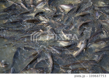 THAILAND THONBURI WAT KHUN CHAN THAILAND THONBURI WAT KHUN CHAN 109687753