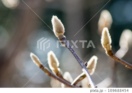 春を待つハクモクレンの蕾 109688454