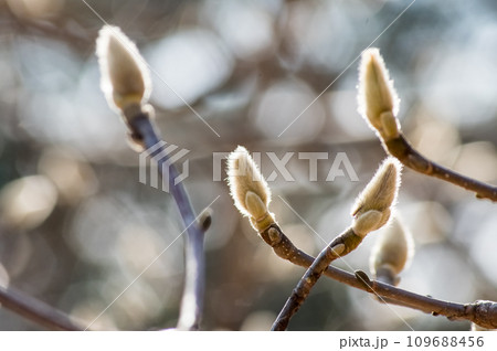 春を待つハクモクレンの蕾 春を待つハクモクレンの蕾 109688456