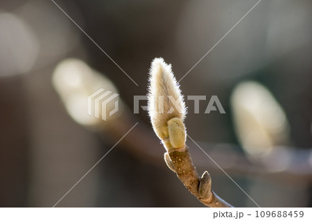 春を待つハクモクレンの蕾 109688459