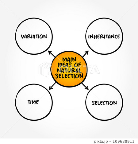 Main ideas of natural selection (differential survival and reproduction of individuals due to differences in phenotype) mind map text concept background 109688913