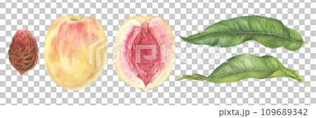 Peach Set Watercolor illustration. Fruit half with seed and leaves. Hand drawn clip art on isolated white background. Painting of sweet food. Botanical drawing of summer plant 109689342