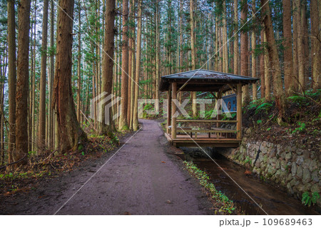 【上林温泉・地獄谷野猿公苑専用駐車場〜地獄谷野猿公苑】幻想的な山道【下高井郡山ノ内町】 【上林温泉・地獄谷野猿公苑専用駐車場〜地獄谷野猿公苑】幻想的な山道【下高井郡山ノ内町】 109689463