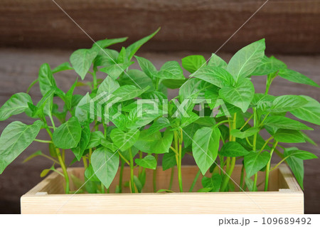Seedling box against a rustic wooden wall. Wood crate with young pepper plants. Farming gardening concept. Plant nursery. Horticulture, cultivation, agriculture. Healthy nutrition organic vegetables 109689492