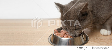 Cat Eating Wet Cat Food. Tabby Gray Kitten Eats Special Food from Silver Steel Bowl against White Wall. Close up. Cute Hungry Feline at Home. Domestic Animal Care. Side View, Copy Space. Pet Feeding 109689502