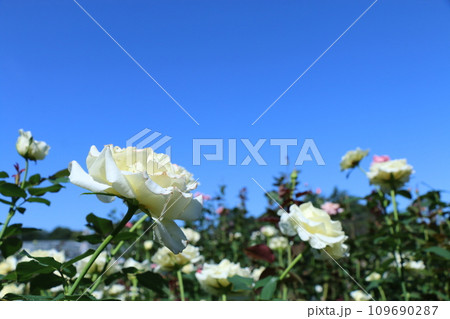 薔薇 薔薇 109690287