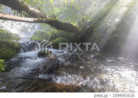 光芒が差し込む森の中の小川(木谷沢渓流) 光芒が差し込む森の中の小川(木谷沢渓流) 109691616