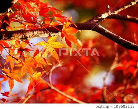 真っ赤な紅葉 真っ赤な紅葉 109692118