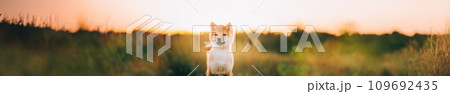 Young Red Shiba Inu Puppy Dog Outdoor During Sunset. Panorama, Panoramic View Shot Scene Copy Space 109692435